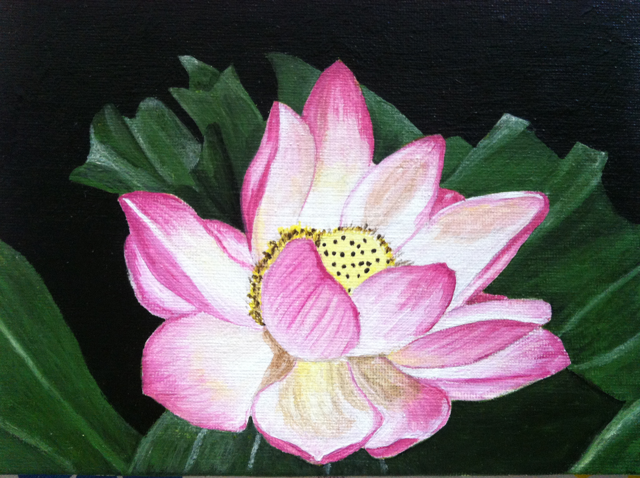 Water Lily - Greeting Card